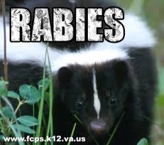 rabies-skunk