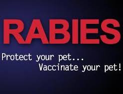 rabies2