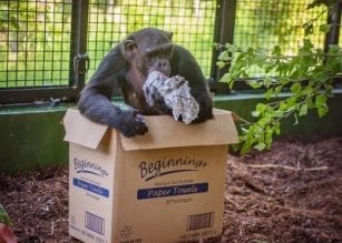 Project Chimps