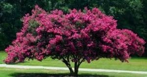 Hiawassee Tree City