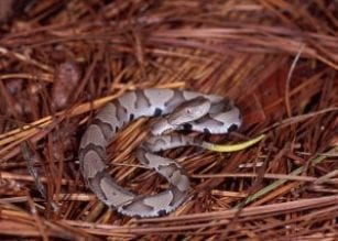 snake bite - Hiawassee