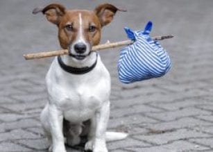 Animal shelter - Towns County