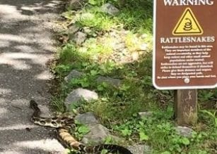 Brasstown Bald