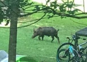 Wild hogs
