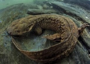 hellbender
